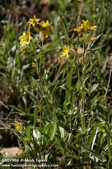 Helianthella parryi