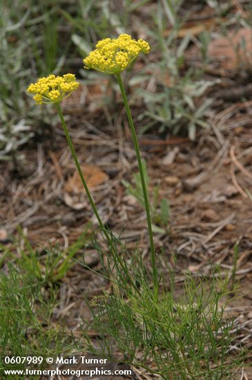 Aletes sessiliflorus