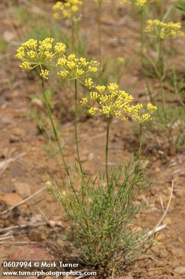 Aletes sessiliflorus