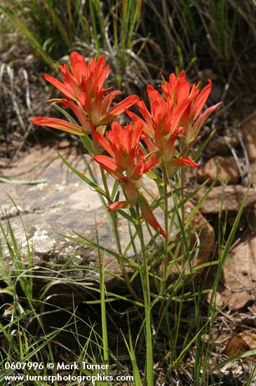 Castilleja integra