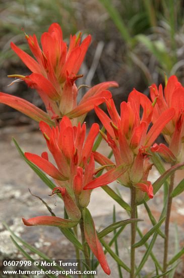 Castilleja integra