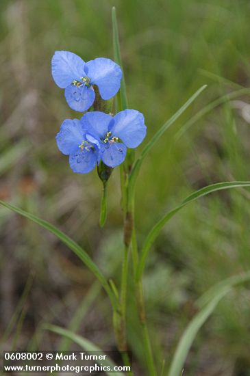 Commelina dianthifolia