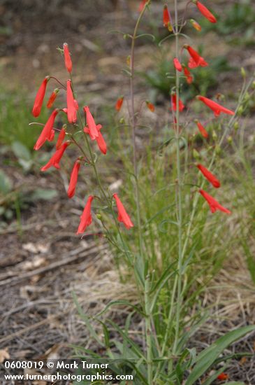 Penstemon barbatus