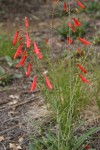 Scarlet Penstemon (Beardlip Penstemon)