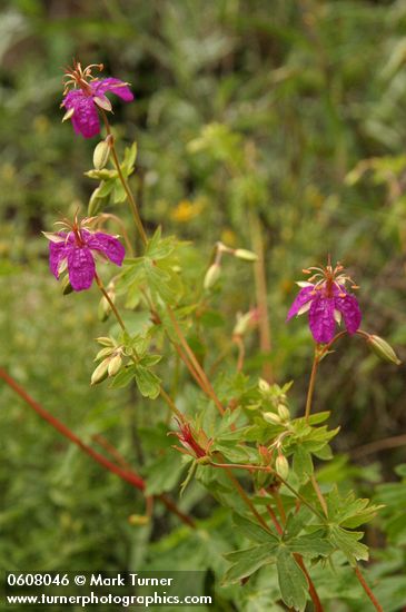 Geranium caespitosum