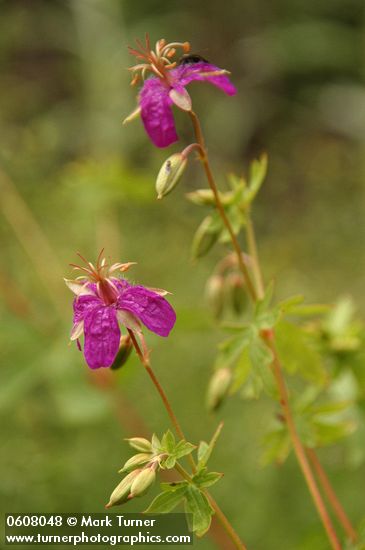 Geranium caespitosum
