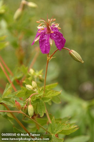 Geranium caespitosum