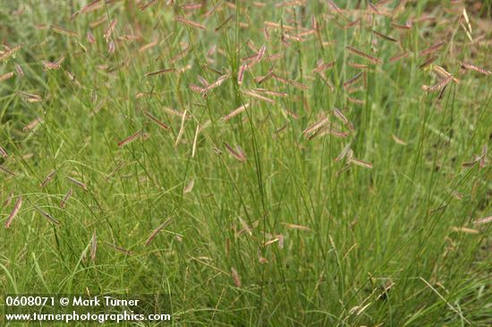 Bouteloua gracilis