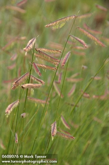 Bouteloua gracilis