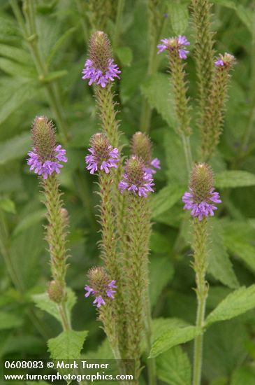 Verbena macdougalii