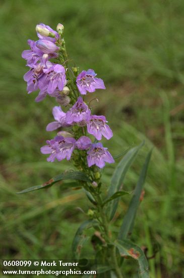 Penstemon angustifolius
