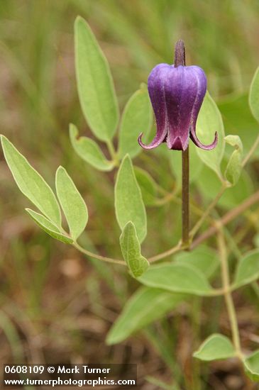 Clematis hirsutissima var. scottii