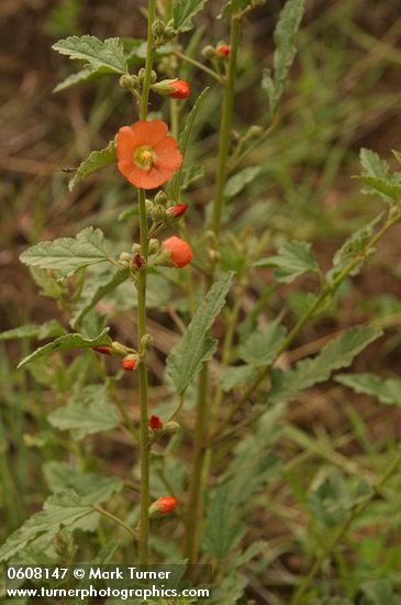 Sphaeralcea angustifolia