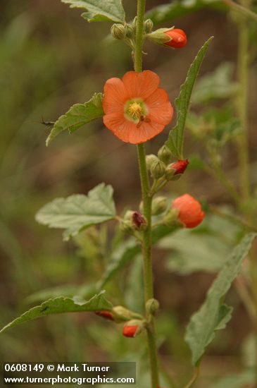 Sphaeralcea angustifolia