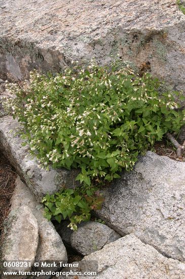 Brickellia brachyphylla