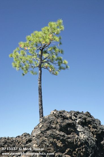 Pinus ponderosa