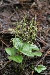 Northwestern Twayblade
