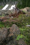 Fan-leaf Cinquefoil, Pink Heather among serpentine boulders