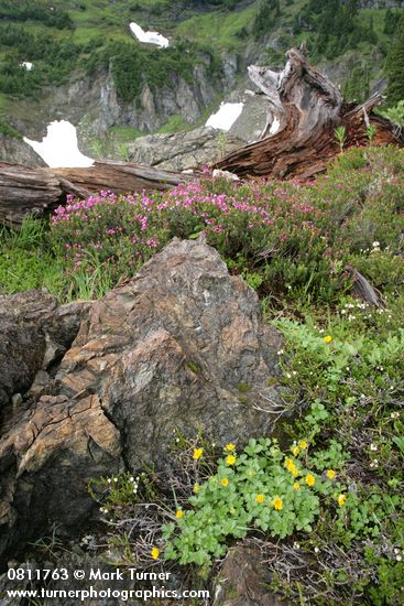 Potentilla flabellifolia; Phyllodoce empetriformis