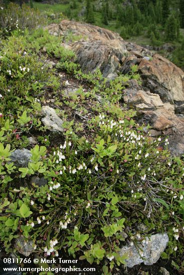 Cassiope mertensiana; Vaccinium deliciosum
