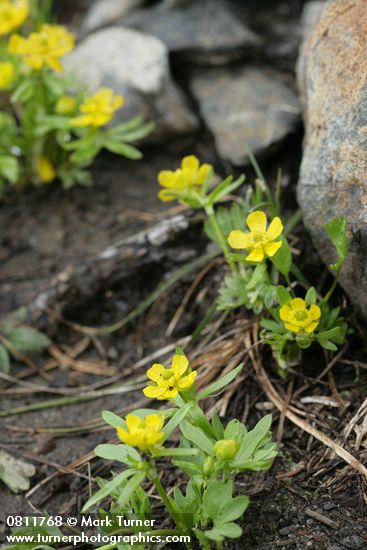 Ranunculus eschscholtzii