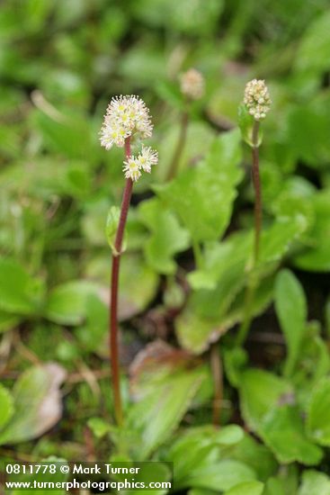Leptarrhena pyrolifolia