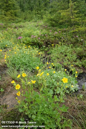 Potentilla flabellifolia