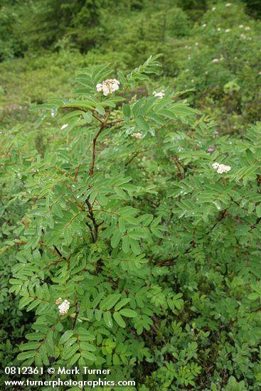 Sorbus sitchensis