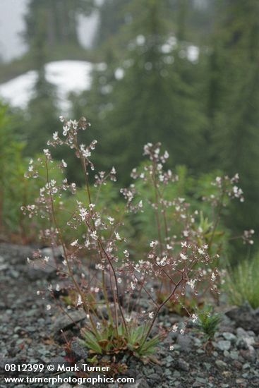 Saxifraga ferruginea