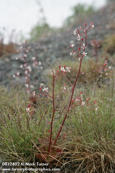 Saxifraga ferruginea