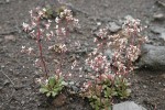 Rusty Saxifrage w/ raindrops