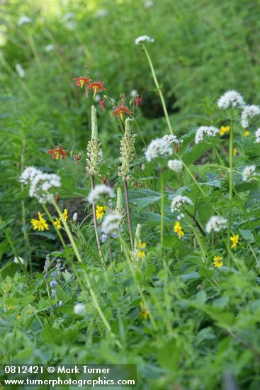 Pedicularis bracteosa, Aquilegia formosa; Arnica latifolia; Valeriana sitchensis
