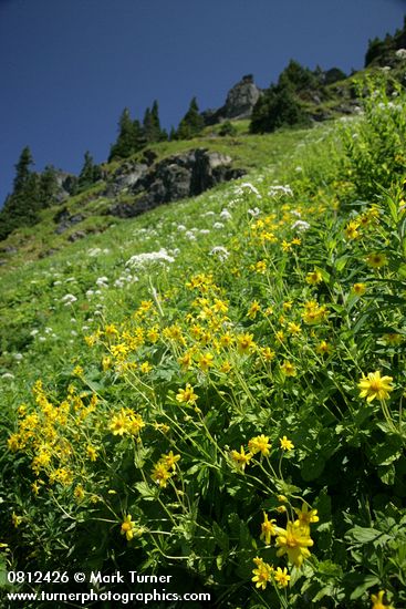 Arnica latifolia; Heracleum maximum; Valeriana sitchensis