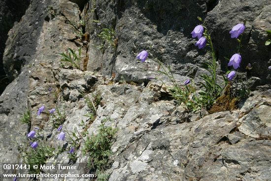 Campanula rotundifolia