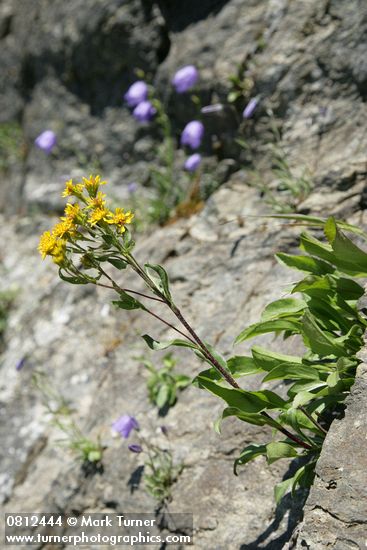 Solidago multiradiata