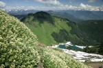 Silverback Luina on cliff overlooking Sauk Lake