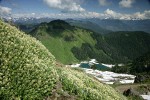 Silverback Luina on cliff overlooking Sauk Lake