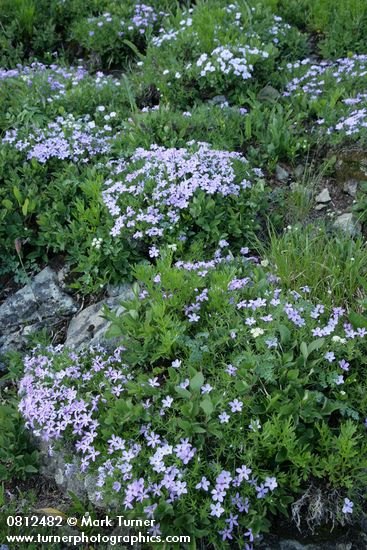 Phlox diffusa