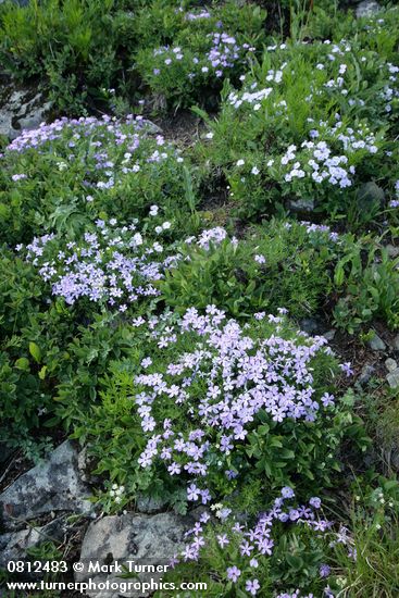 Phlox diffusa