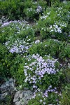 Spreading Phlox
