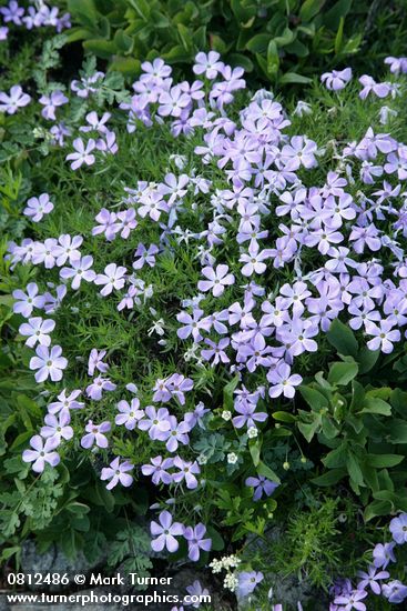 Phlox diffusa