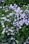 Spreading Phlox