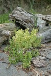Sea Purslane by beach logs
