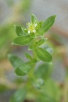 Sea Purslane blossom & foliage