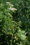 Pacific Hemlock-parsley