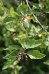 Pacific Crabapple fruit & foliage