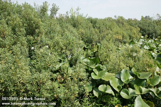 Myrica gale; Nuphar polysepala
