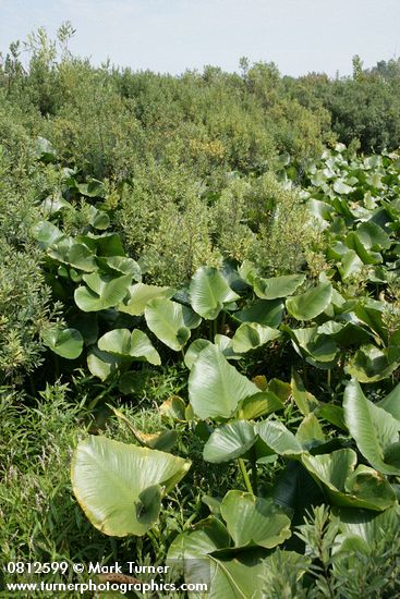 Myrica gale; Nuphar polysepala