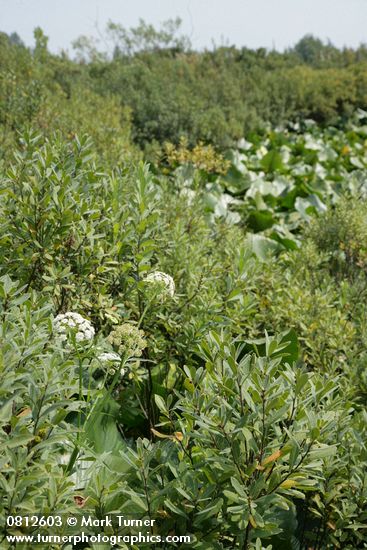 Myrica gale; Sium suave