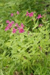 Lewis's Monkeyflowers